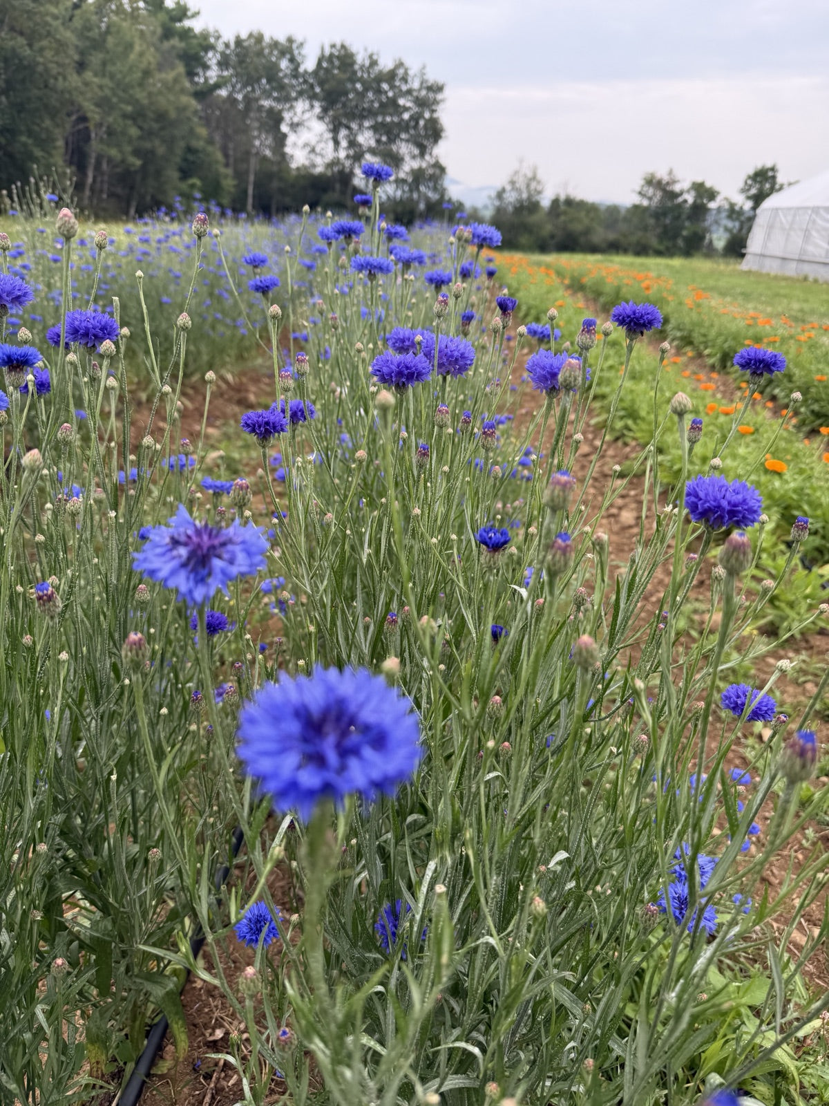Cornflower field rows in full bloom