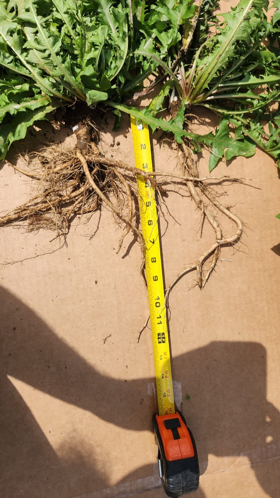 Freshly dug cultivated dandelion plants with foot-long taproots beside a tape measure