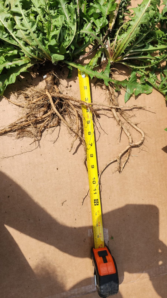 Freshly dug cultivated dandelion plants with foot-long taproots beside a tape measure