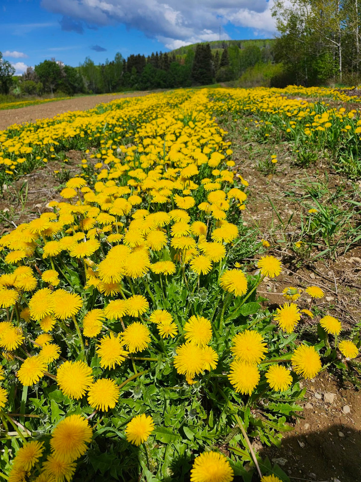 Dandelion rows in full bloom at La Ferme À Ciel Sur Mer