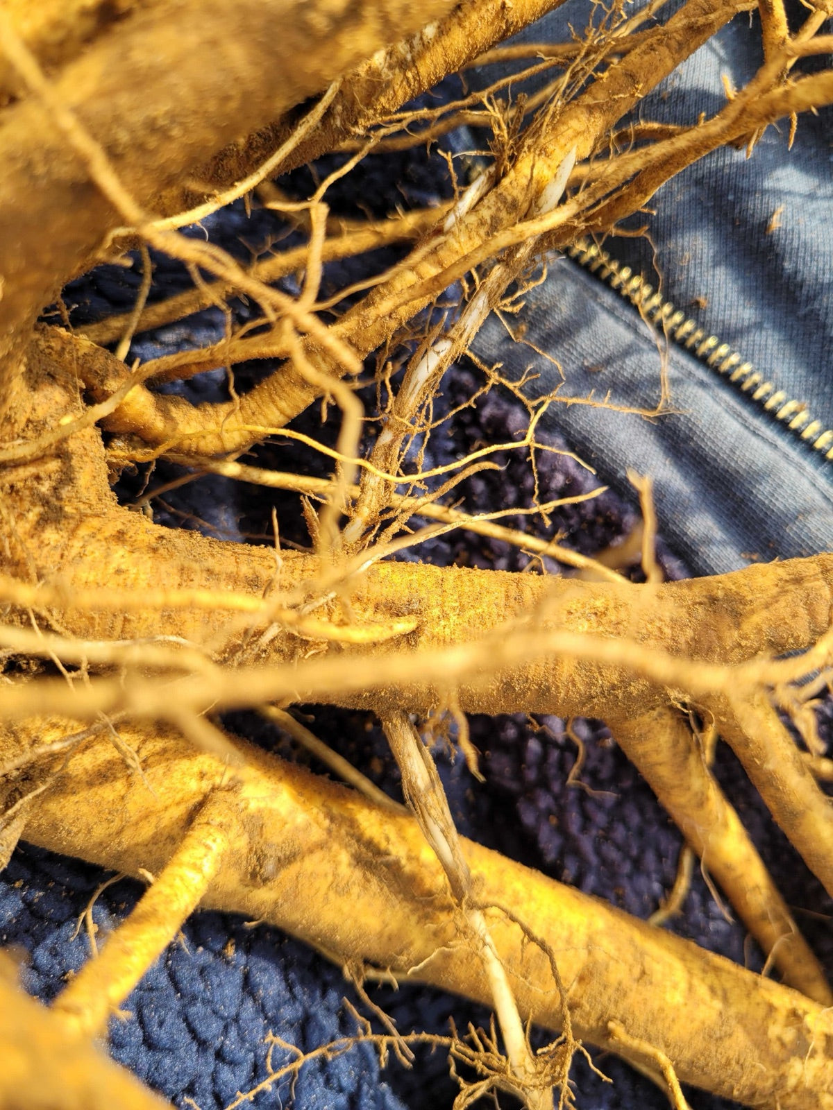 Close-up of freshly dug Organic dandelion taproots at La Ferme À Ciel Sur Mer