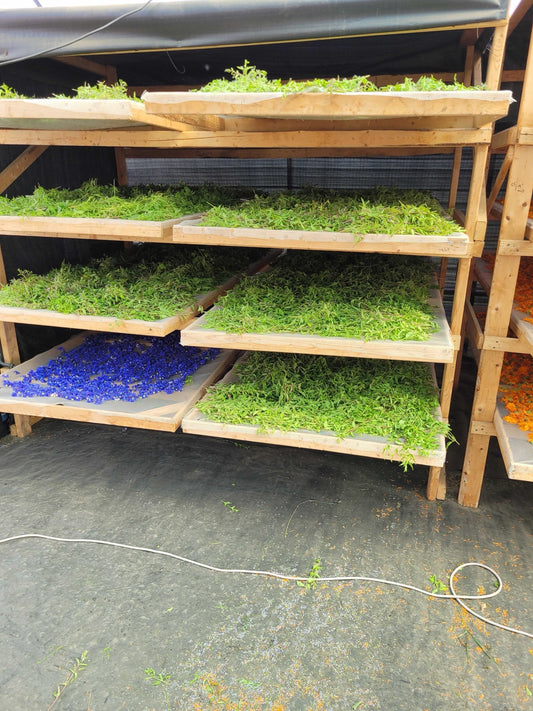 Herbs drying on racks at the farm