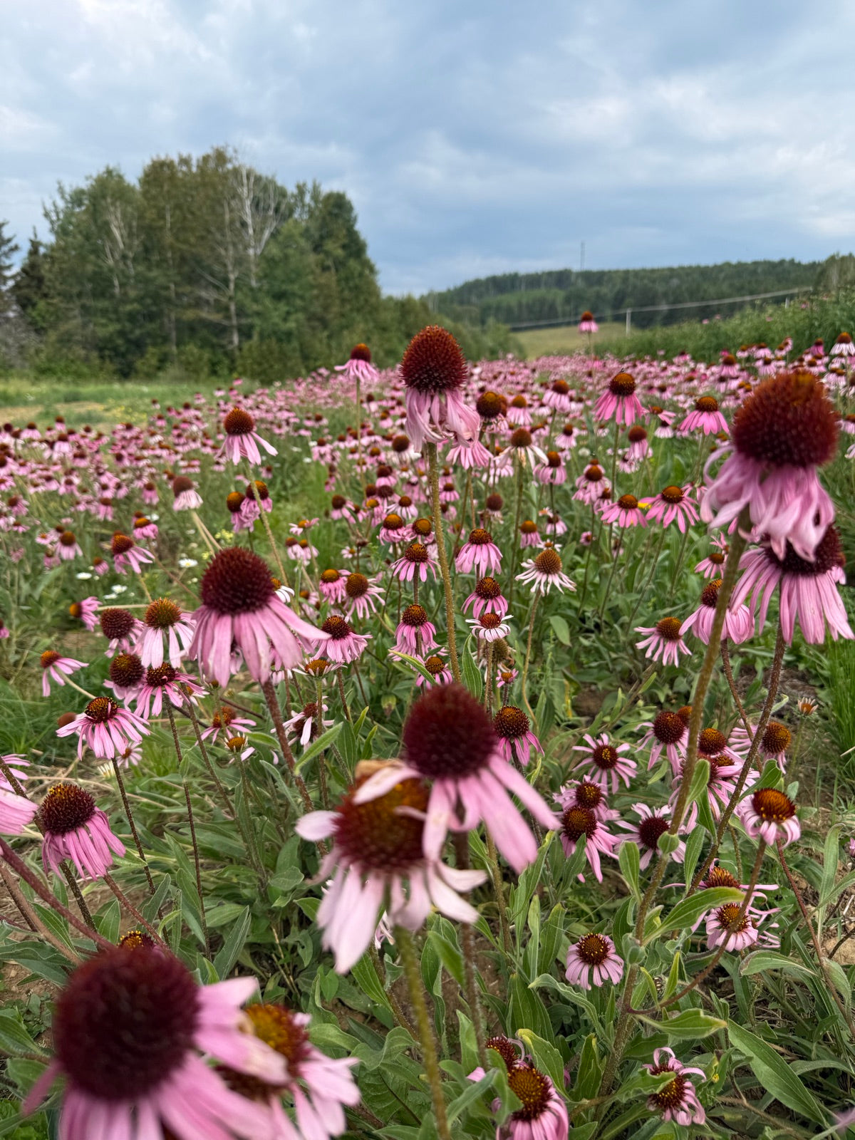 Echinacea angustifolia field rows in bloom at La Ferme À Ciel Sur Mer