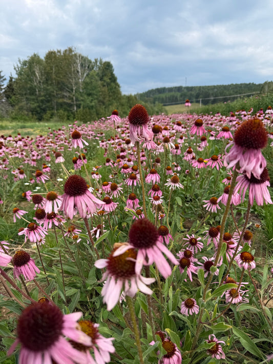 Echinacea angustifolia field rows in bloom at La Ferme À Ciel Sur Mer