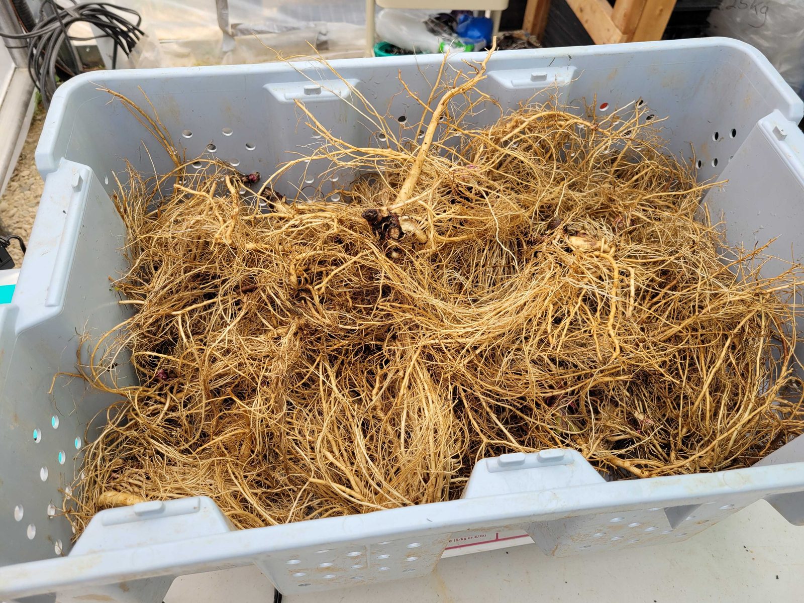freshly harvested Organic echinacea roots