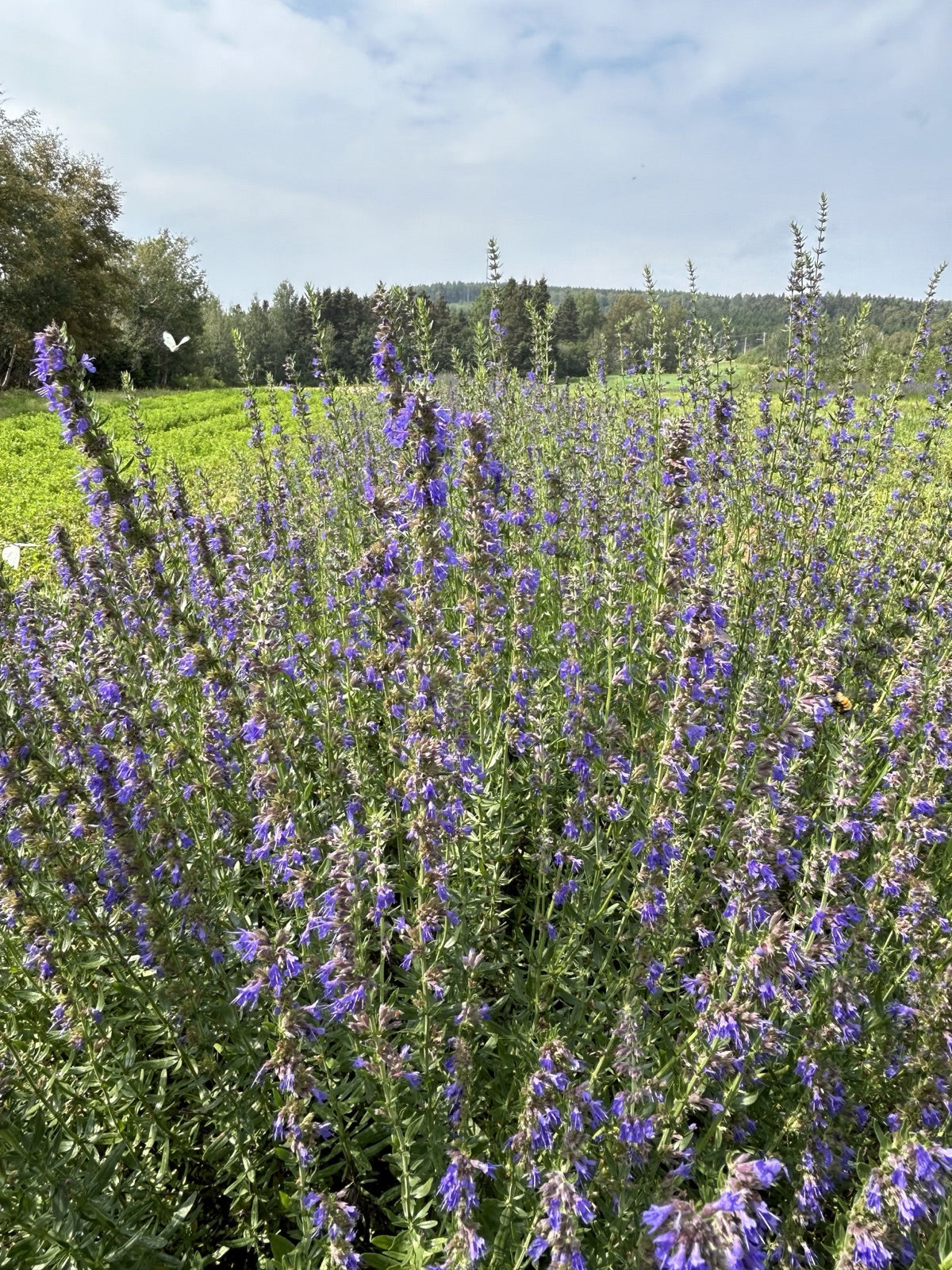 Hyssop field in bloom with butterfly