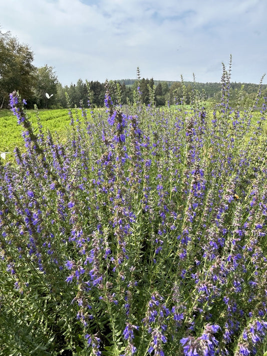 Hyssop field in bloom with butterfly