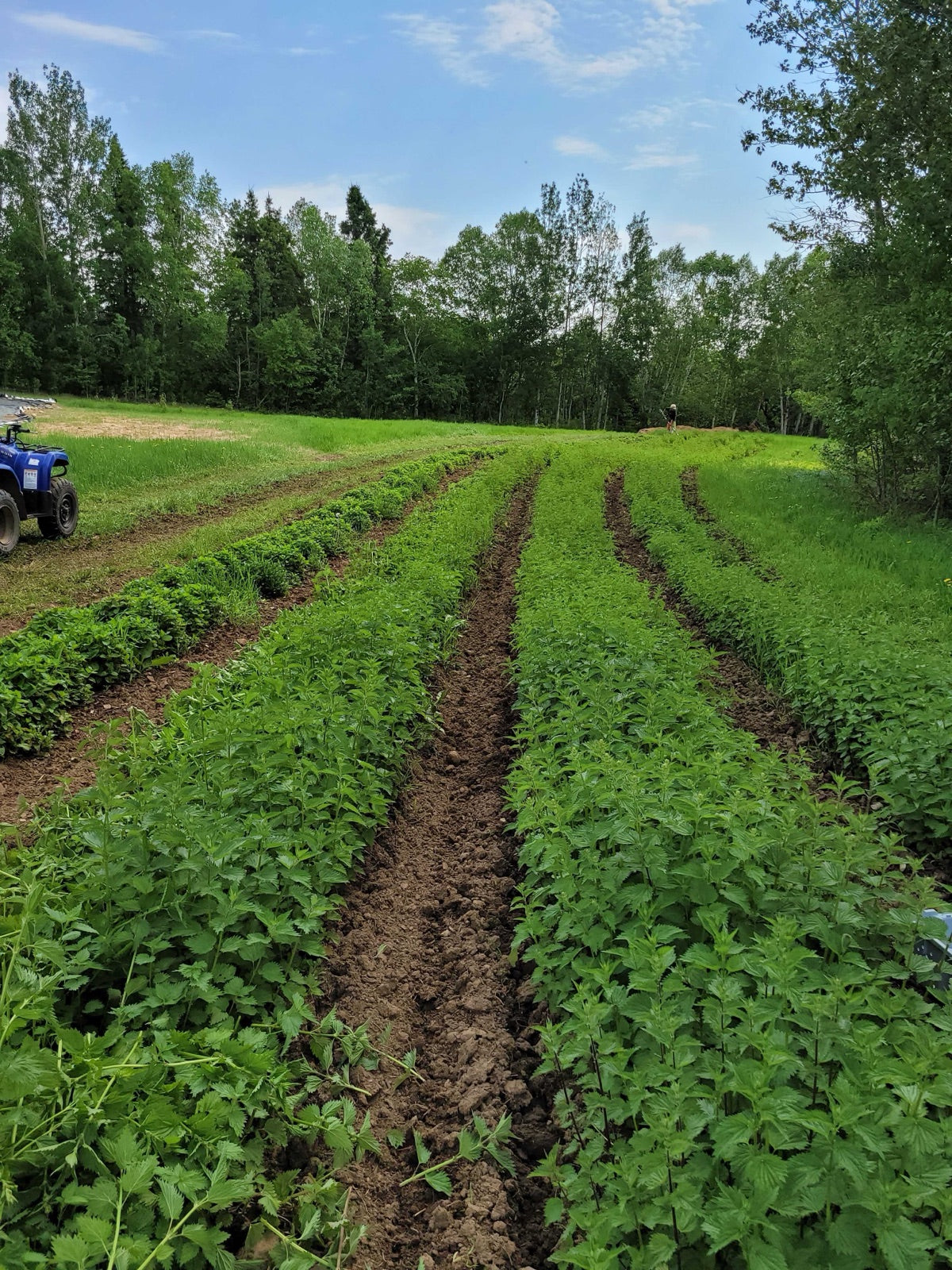 Nettle field rows on the hilltop