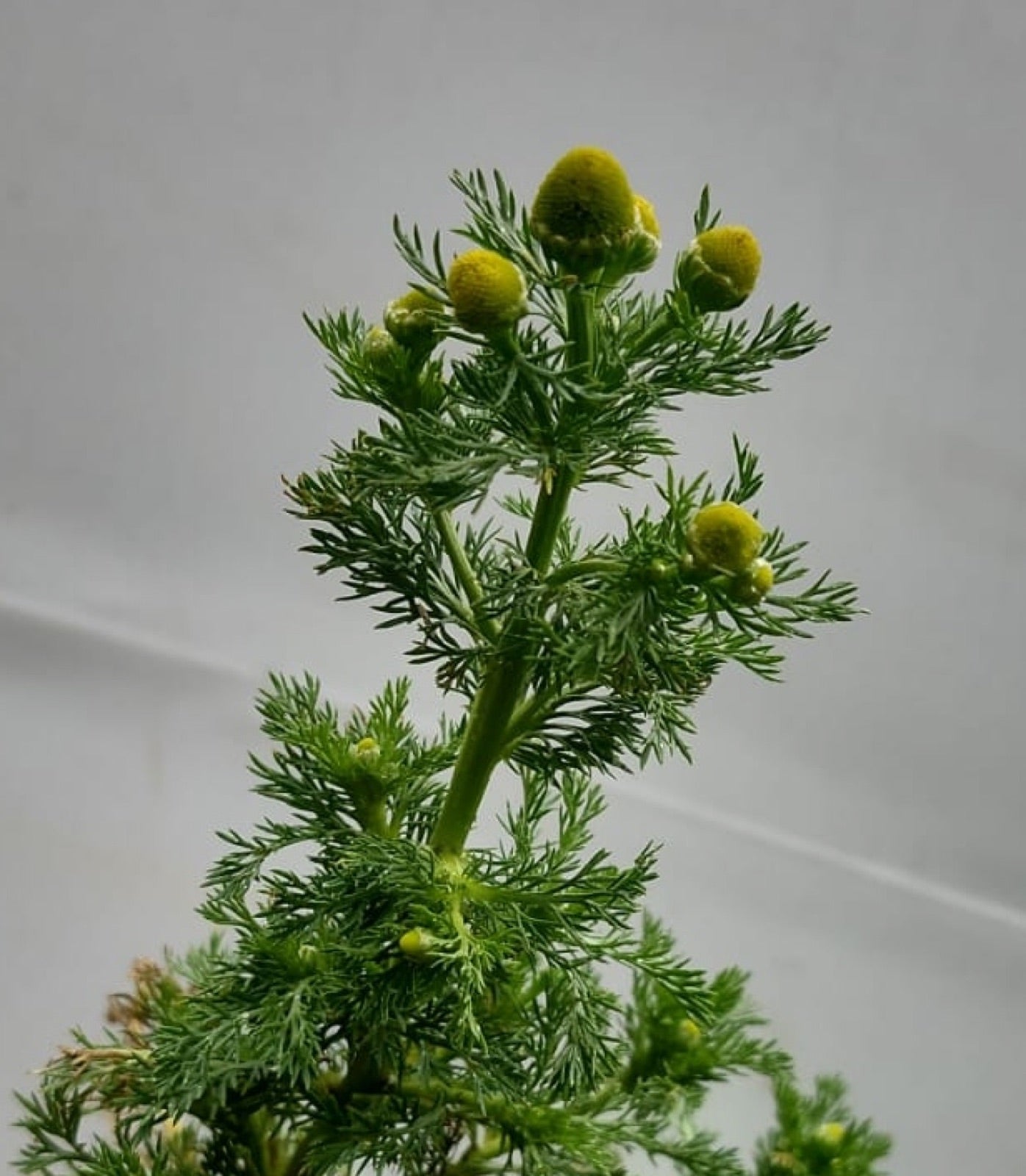Pineapple weed plants