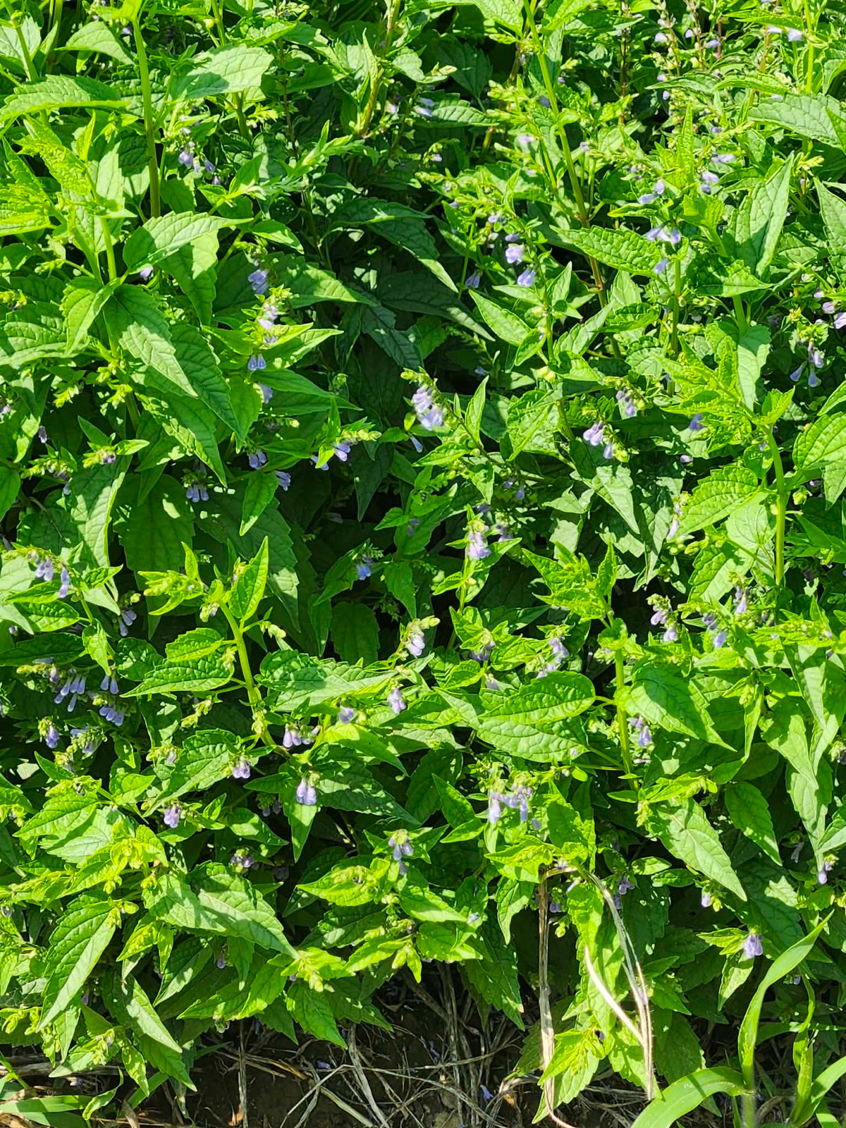 Skullcap flower raceme closeup in the field