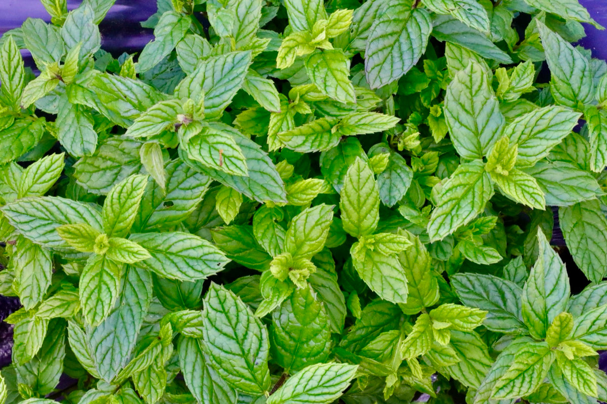 Spearmint plants growing in the field