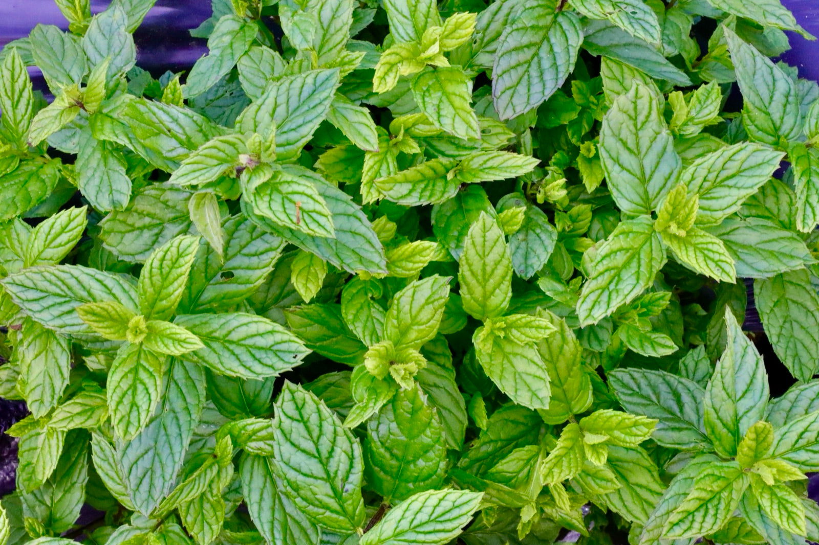 Spearmint plants growing in the field