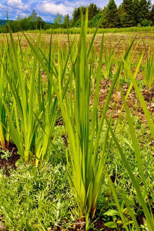 Sweetflag plants growing in the field
