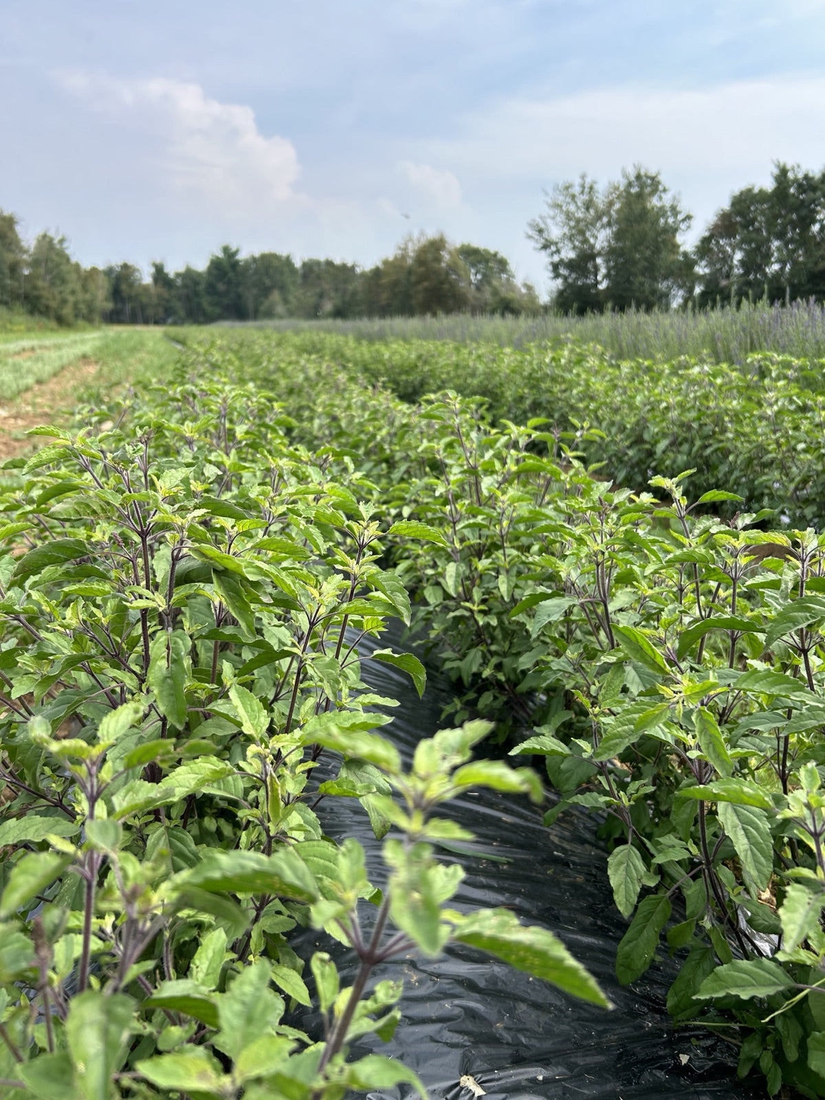 Tulsi rows growing on plastic mulch