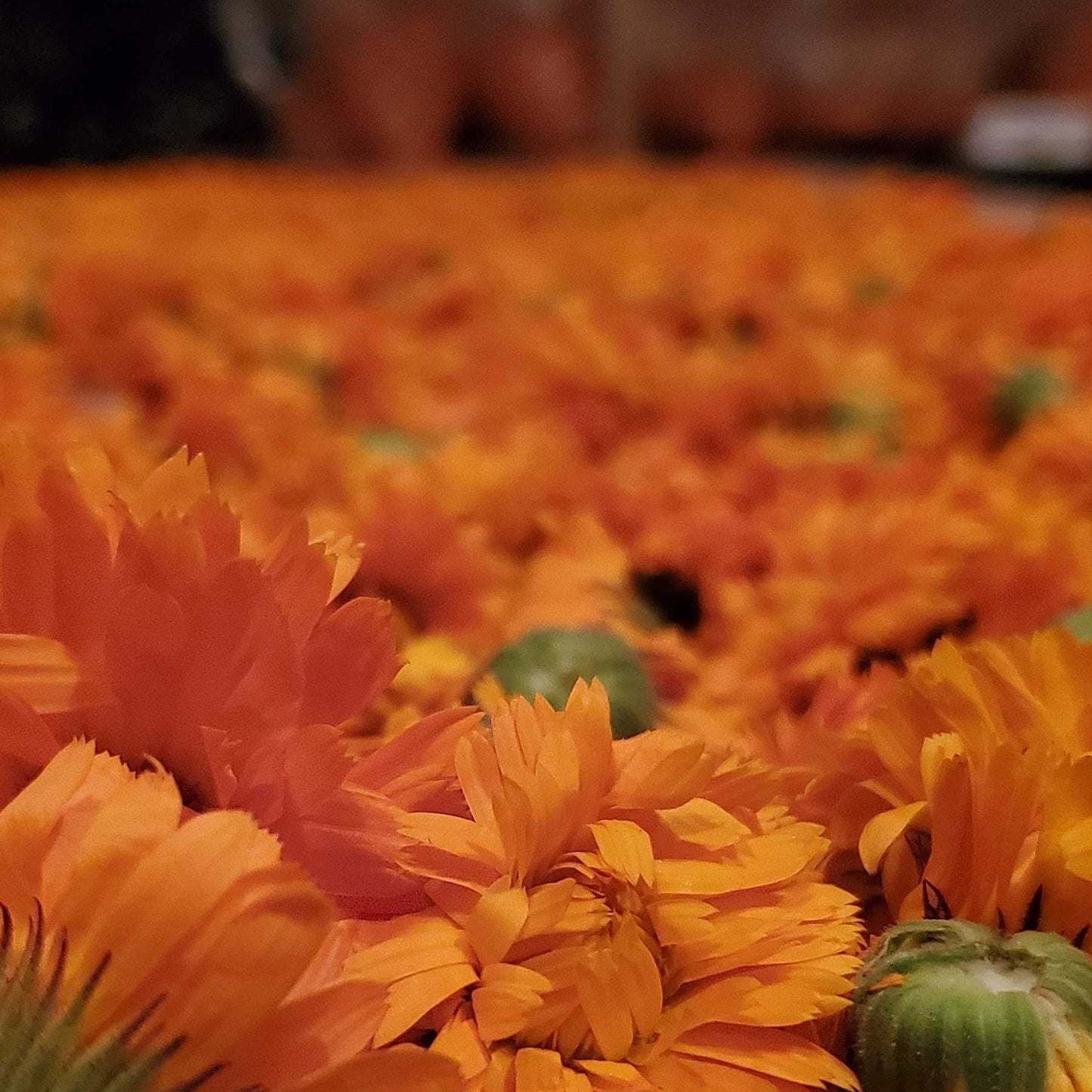 Vibrant Organic Calendula drying on racks
