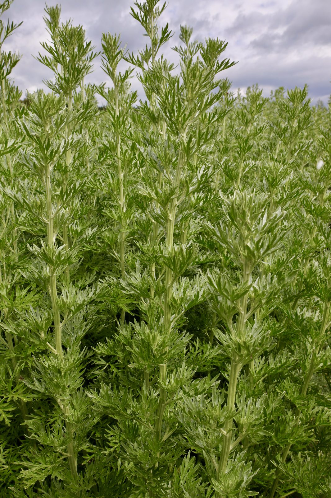 Organic Wormwood