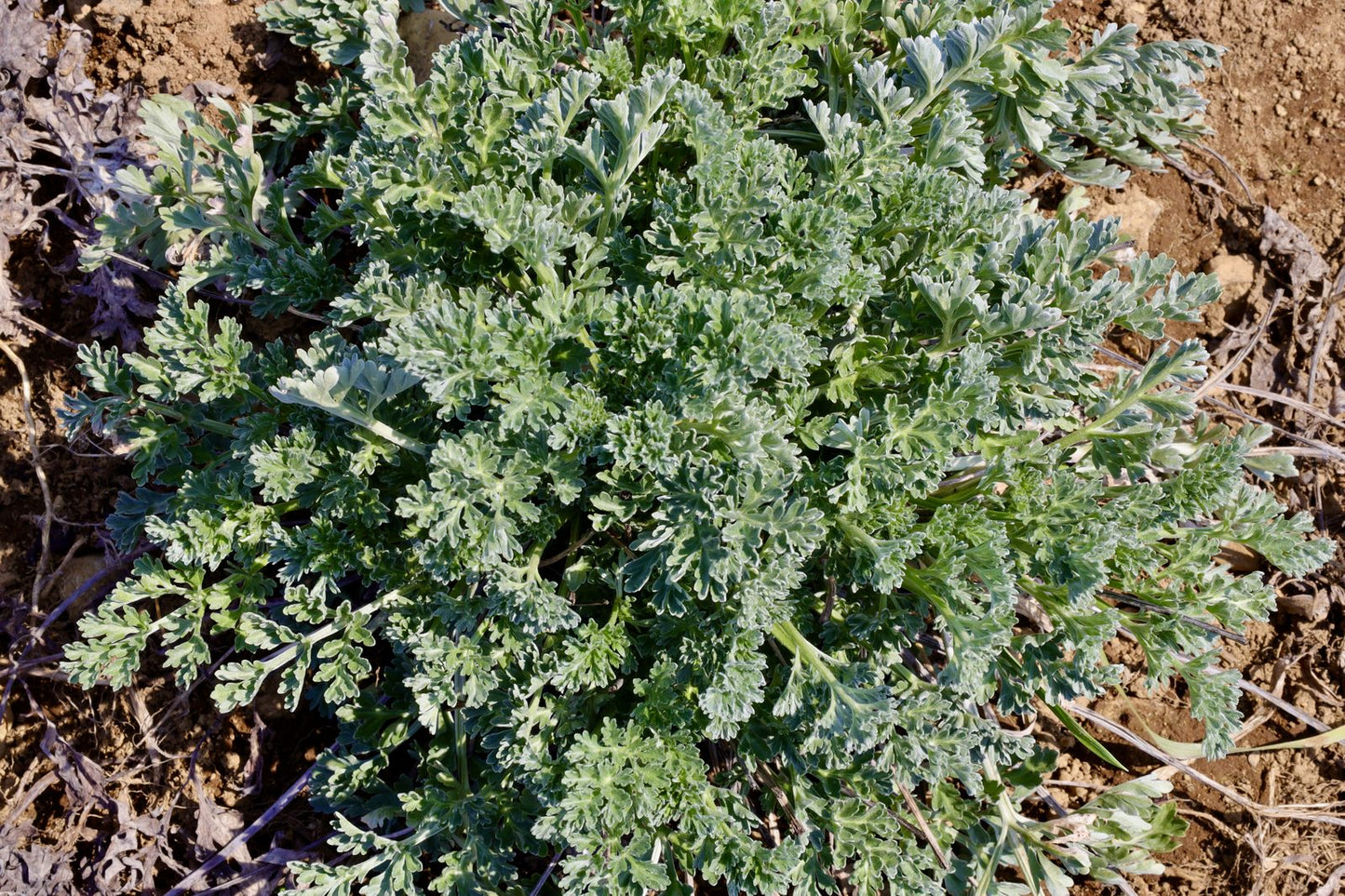 Organic Wormwood