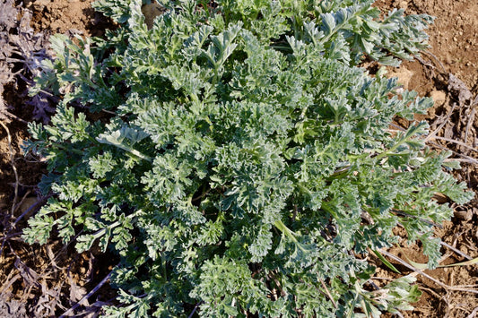 Organic Wormwood